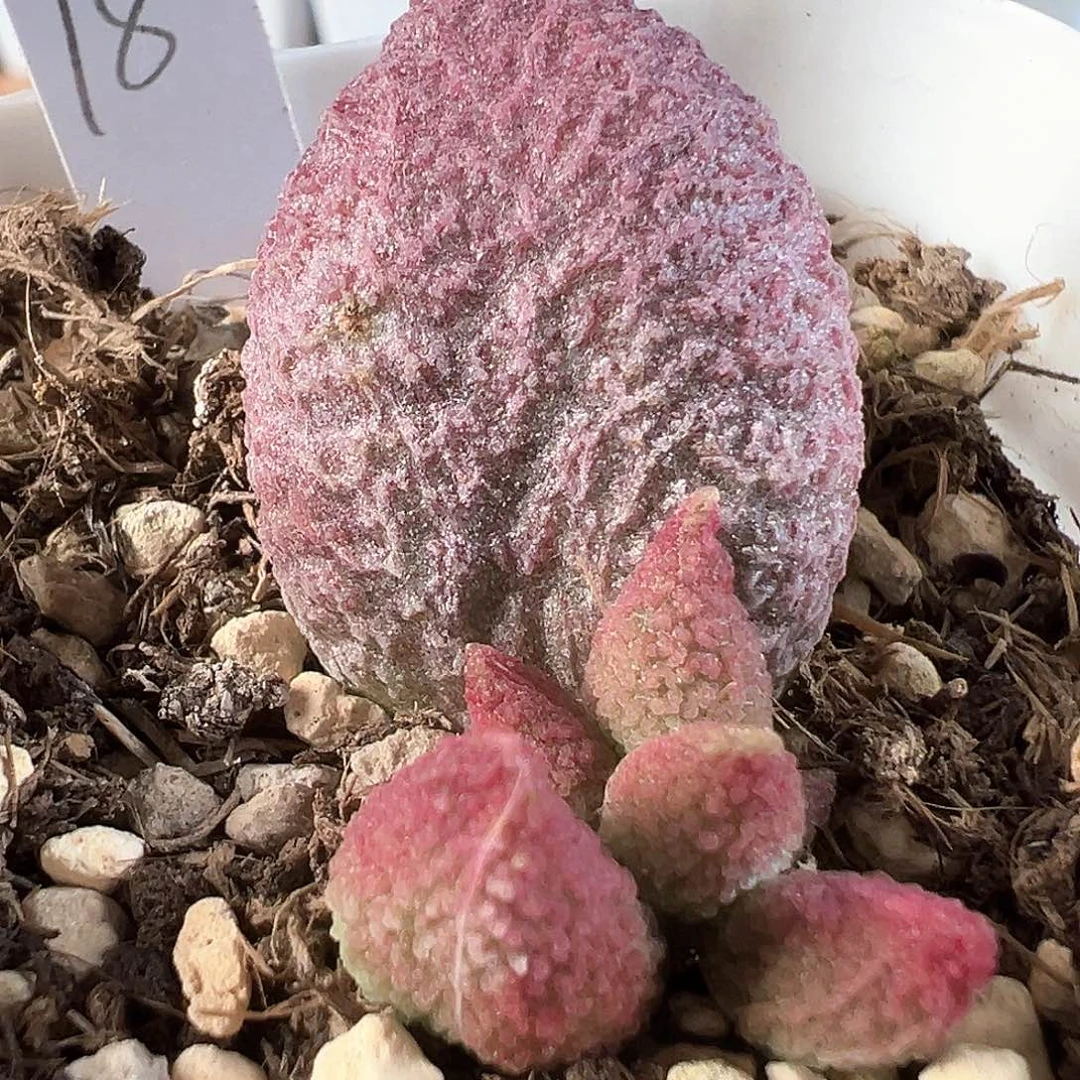 茶 实生新品多肉水泡植物