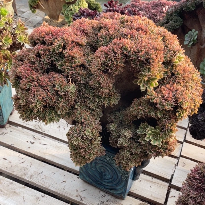 法师老桩缀化女神