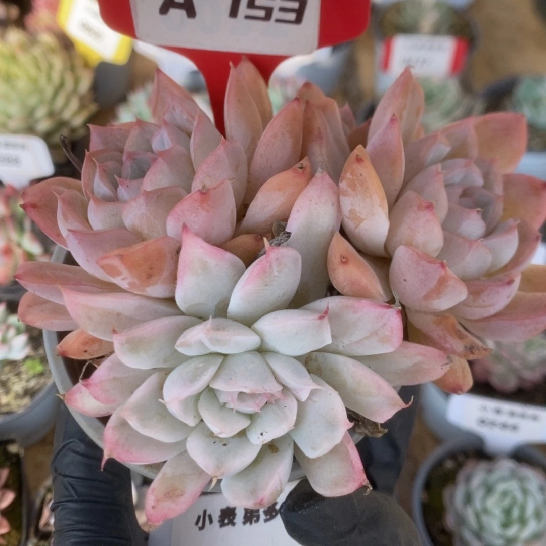 753辛普森锦锦锦锦锦锦