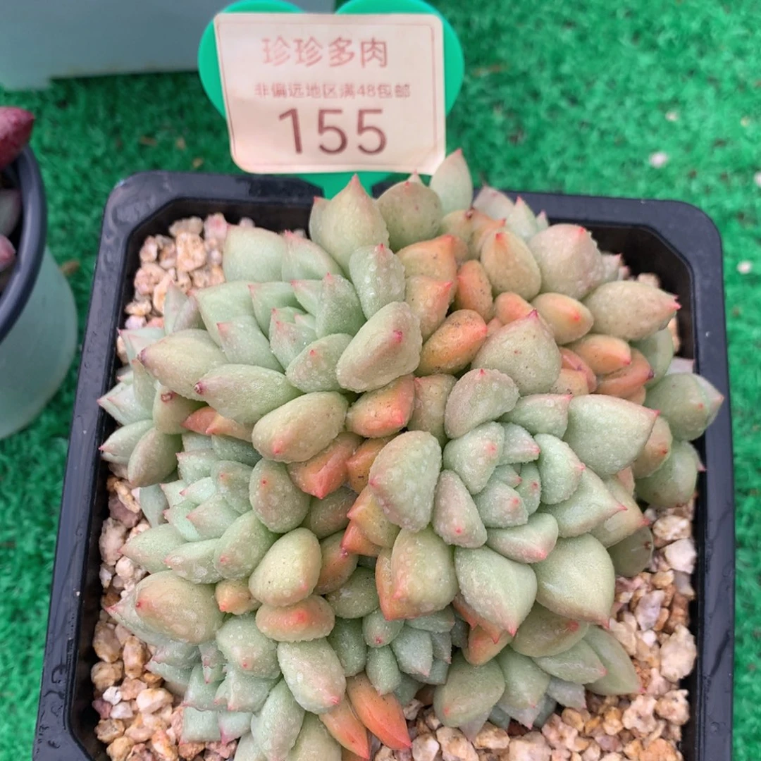黄金象牙老桩无砍155