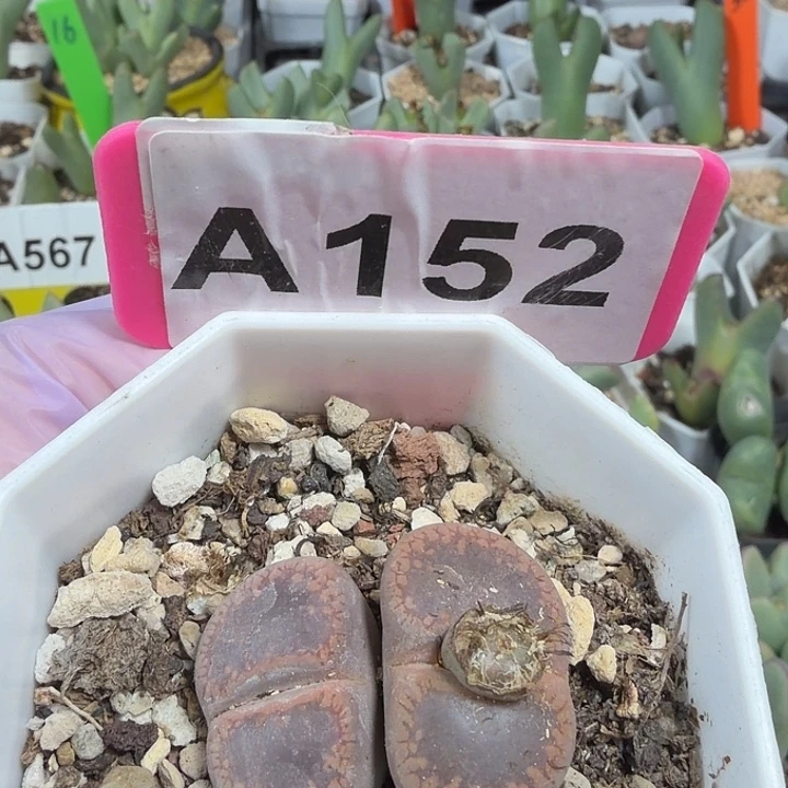 152mmmmmmnnnnnnnnnnnnn