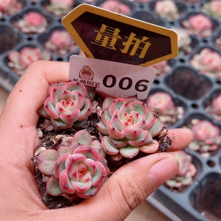 多肉植物多肉植物