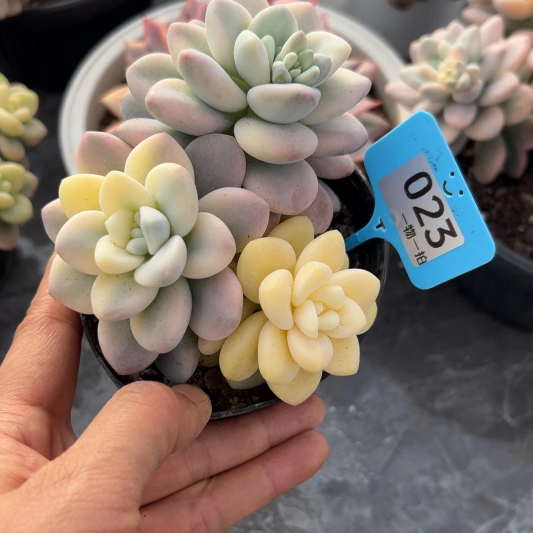 浅***语23、不想好吃不吃吃吧吧