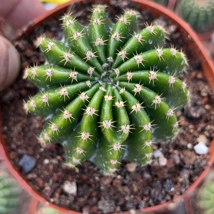 21号实生彩草带盆土