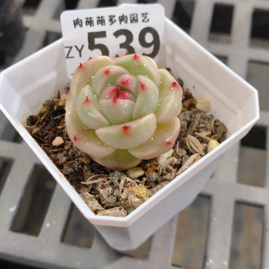 肉萌萌拇指盆精控多肉ZY539