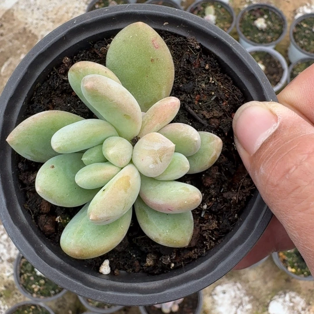 奶龙 双头 一物一拍