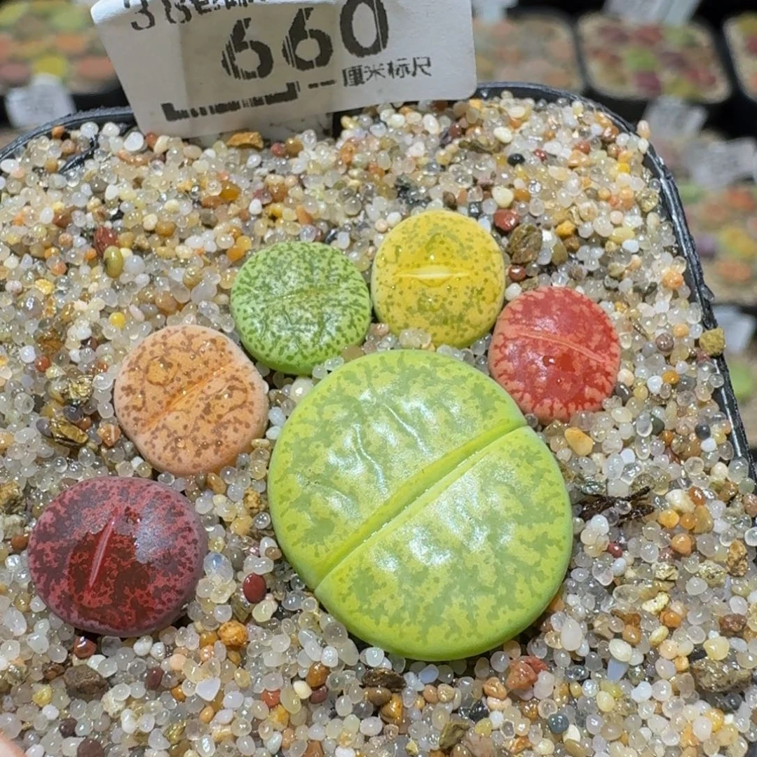 Ssss精品生石花660