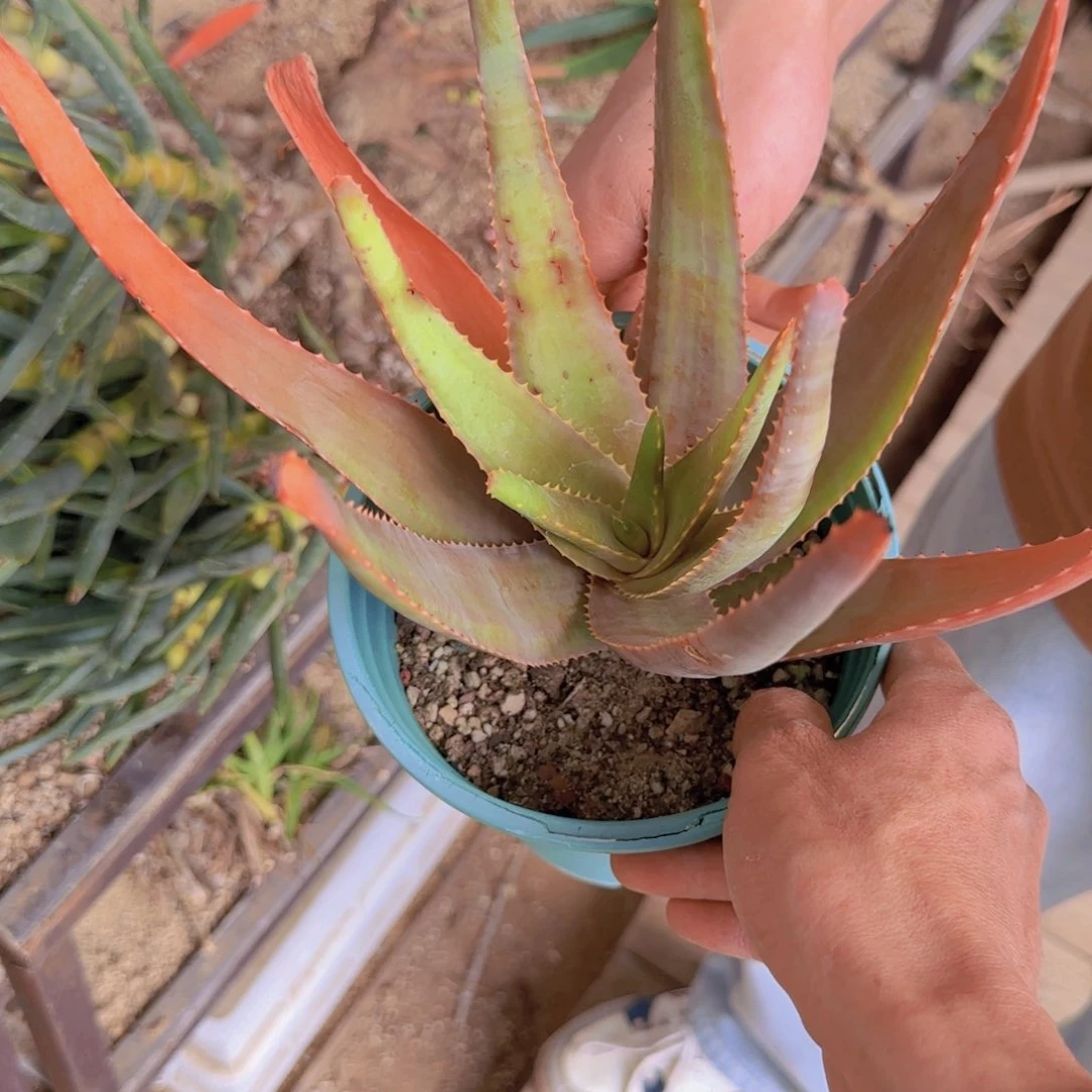 小***嘛块根植物块根植物