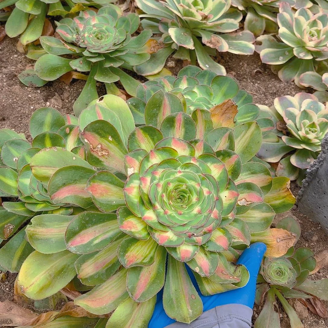 暴君多肉植物单头