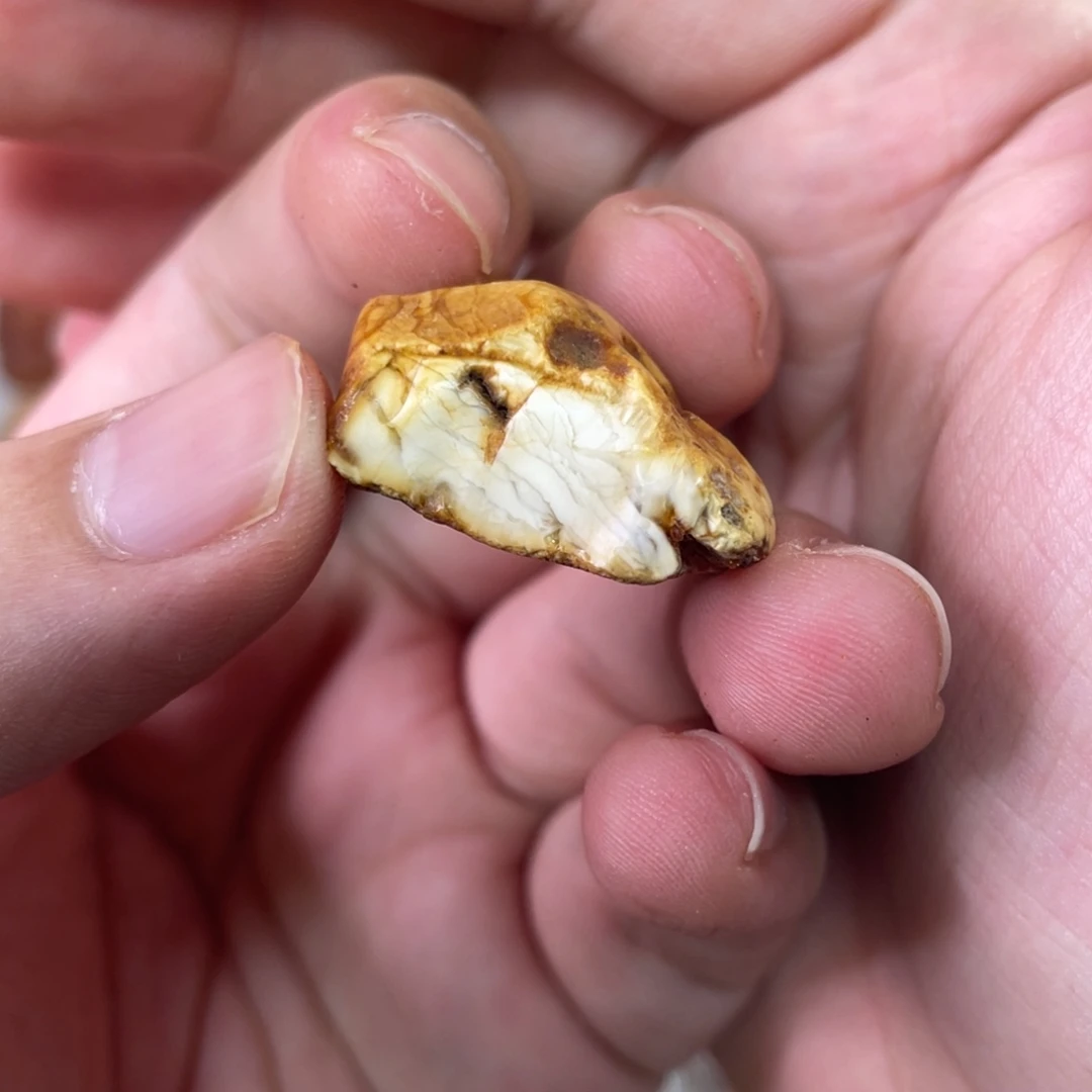 定制琥珀天然琥珀特价杂裂料8老型一对