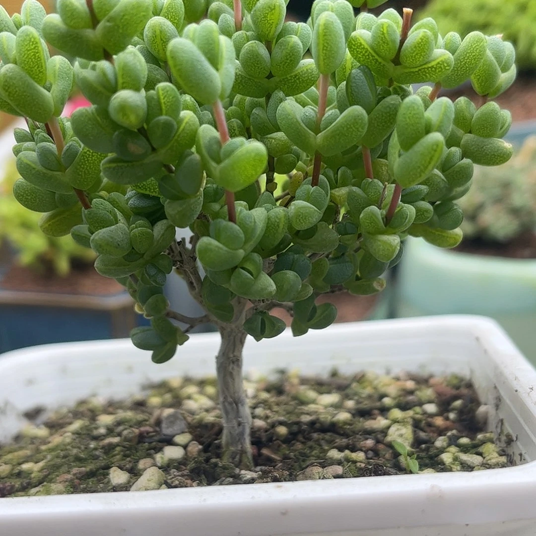 元宝优秀枝干番杏