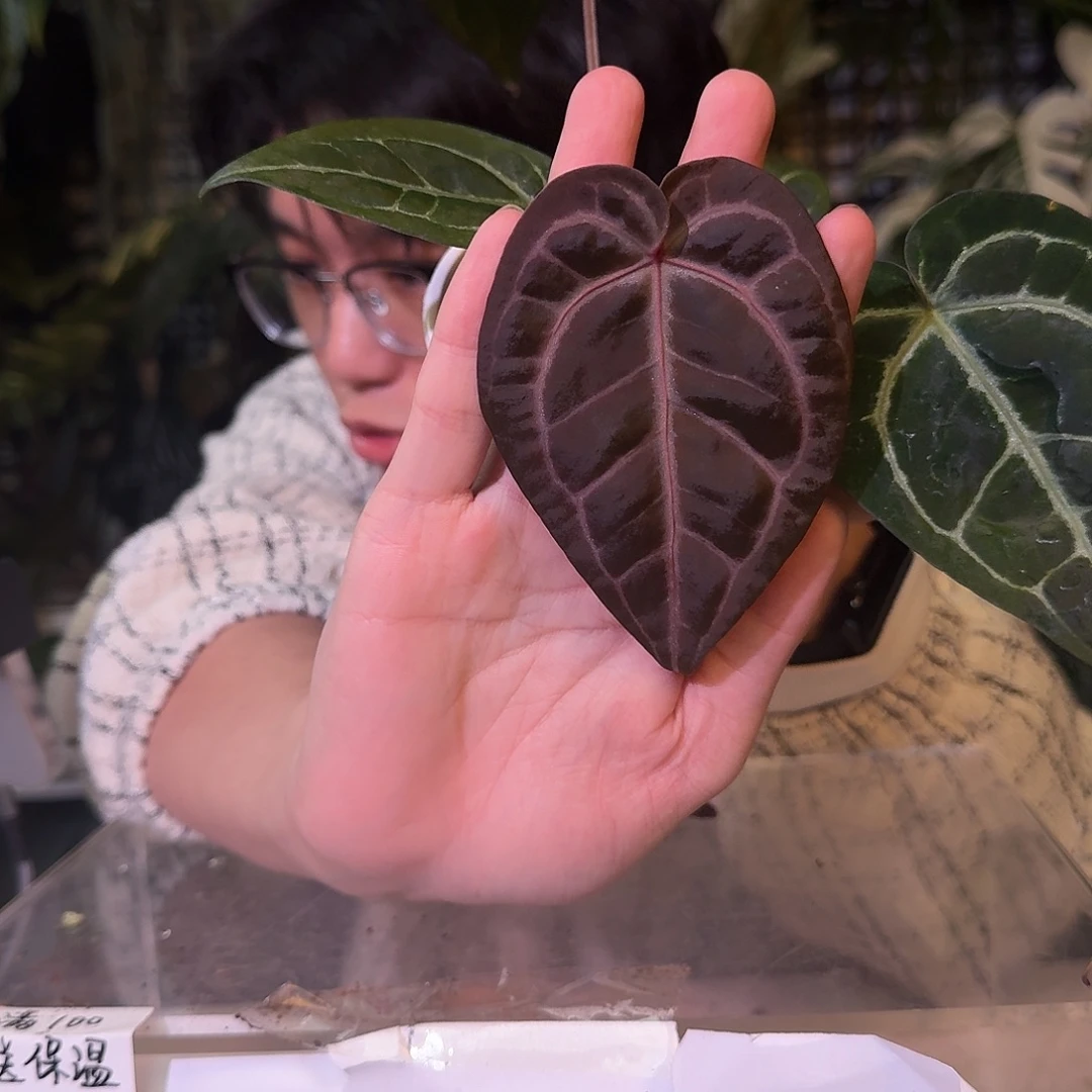 不开花植物C221紫铜杂粗脉撕裂纹