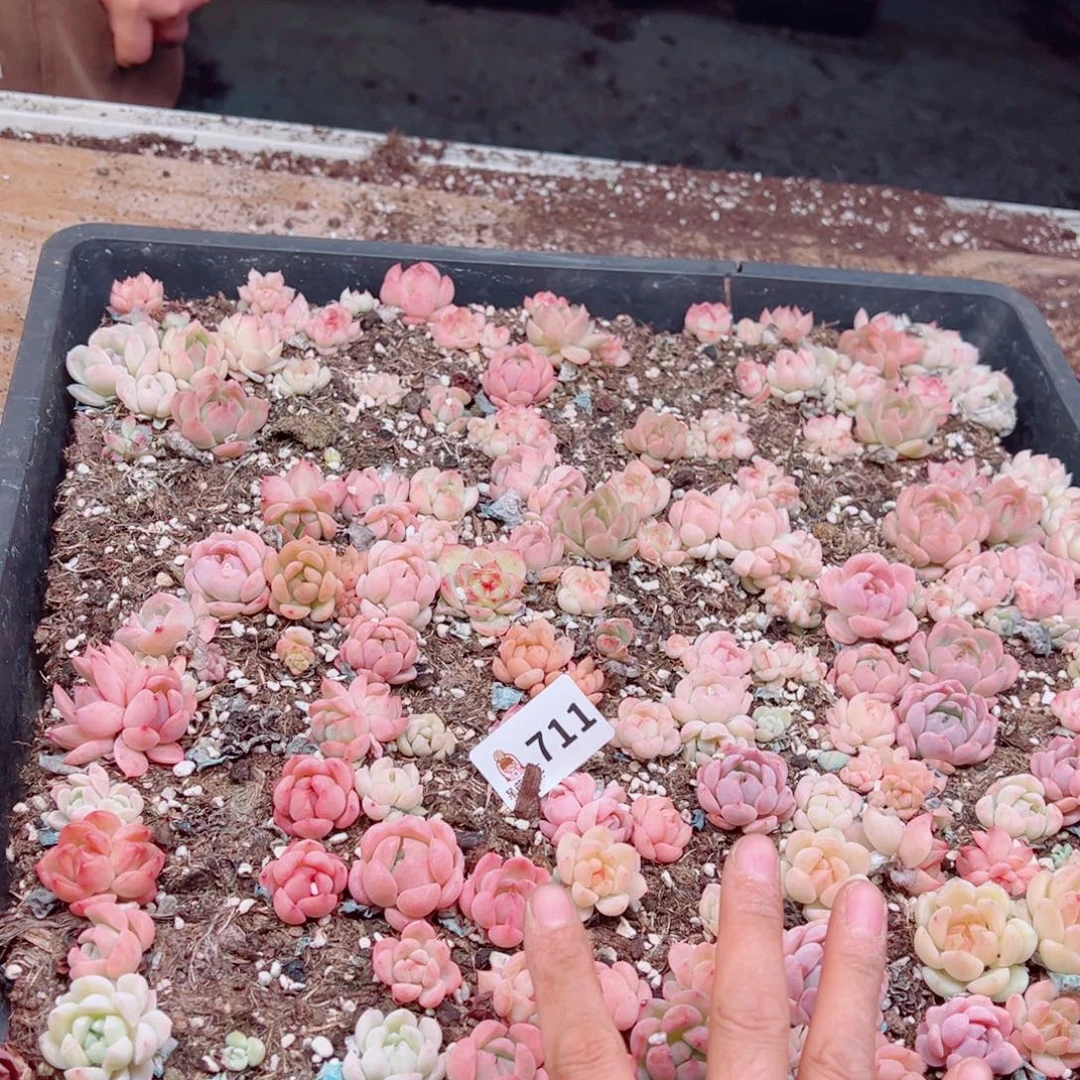 沫***夏多肉植物多肉植物