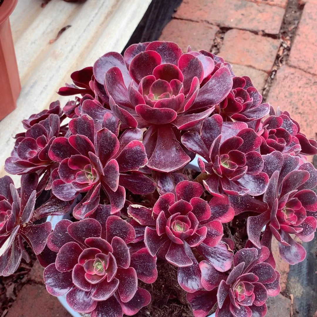 爱神捧花，多肉植物