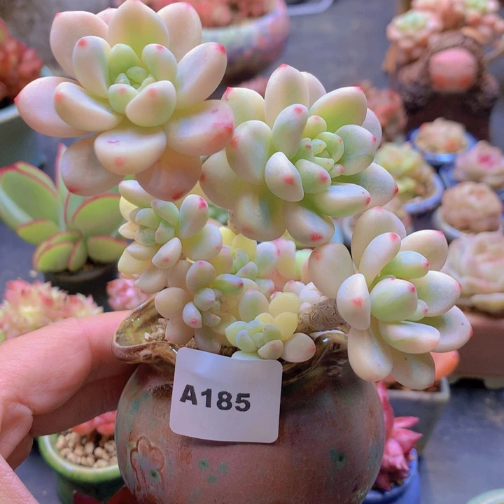萌*兰一物一拍含盆土满38包邮A185