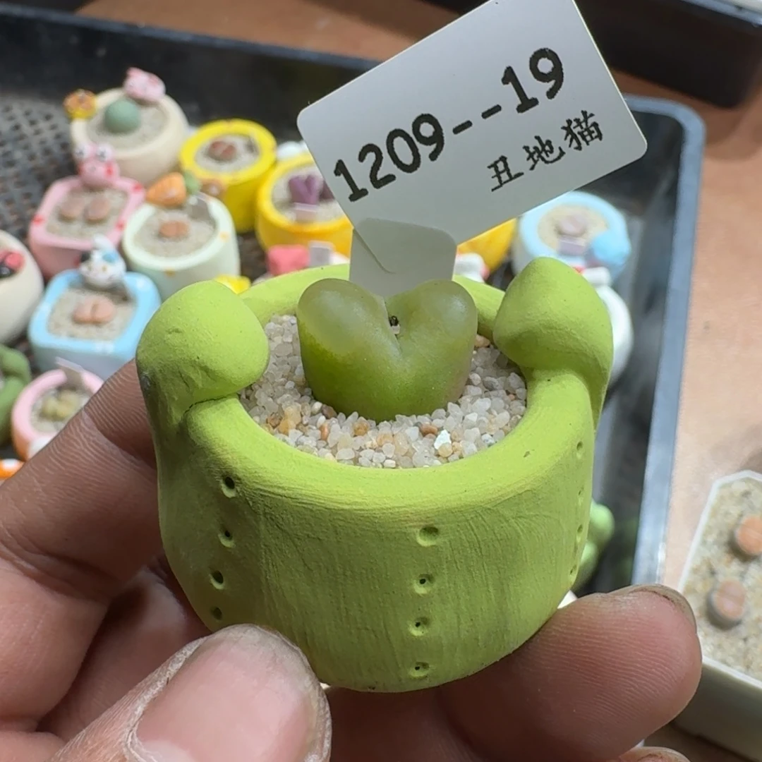 1209-019绿毛毛仙人掌盆