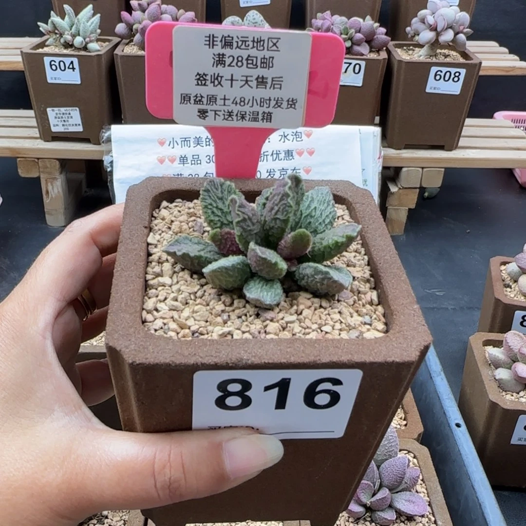 816大鱼海棠多肉植物