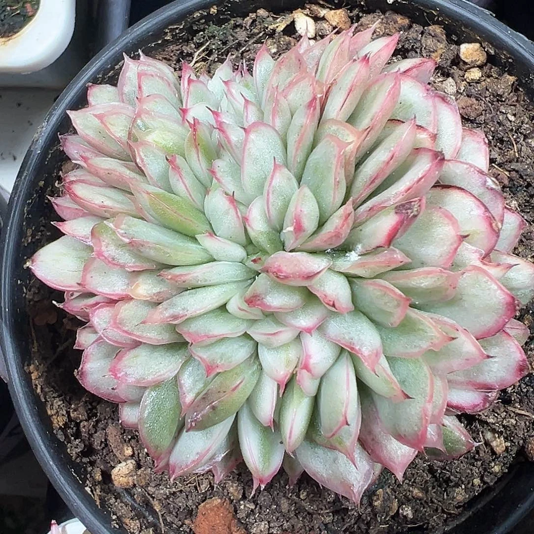 麦秆锦缀多肉植物