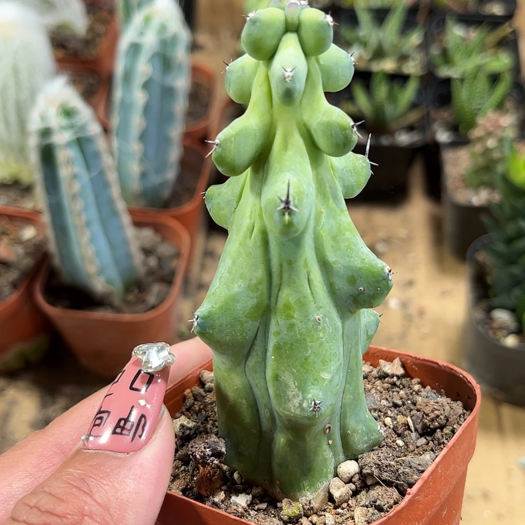 福禄寿单头发货单头发