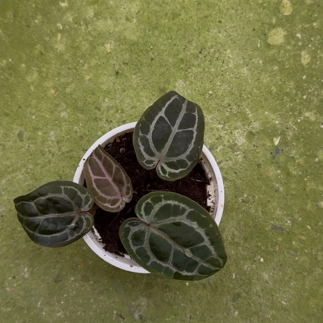 无花朵红水晶花烛