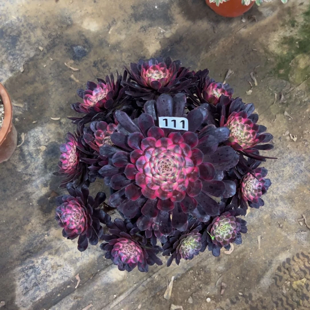 禅*111红金刚花88888888