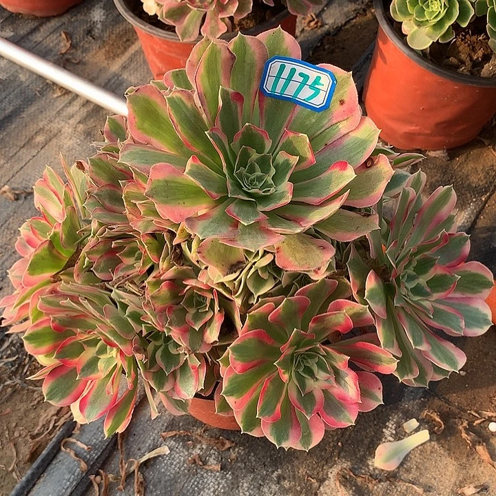 多肉植物叶罗刹1175