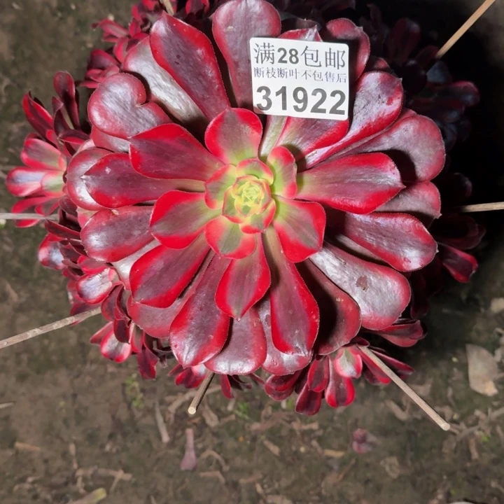 31922美杜莎多肉植物