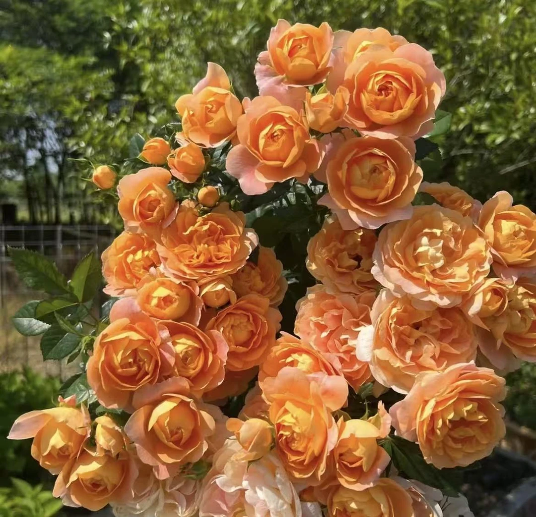 唐 【果汁阳台＋仙度瑞拉】盆栽四季开花庭院耐寒开花植物耐热室内