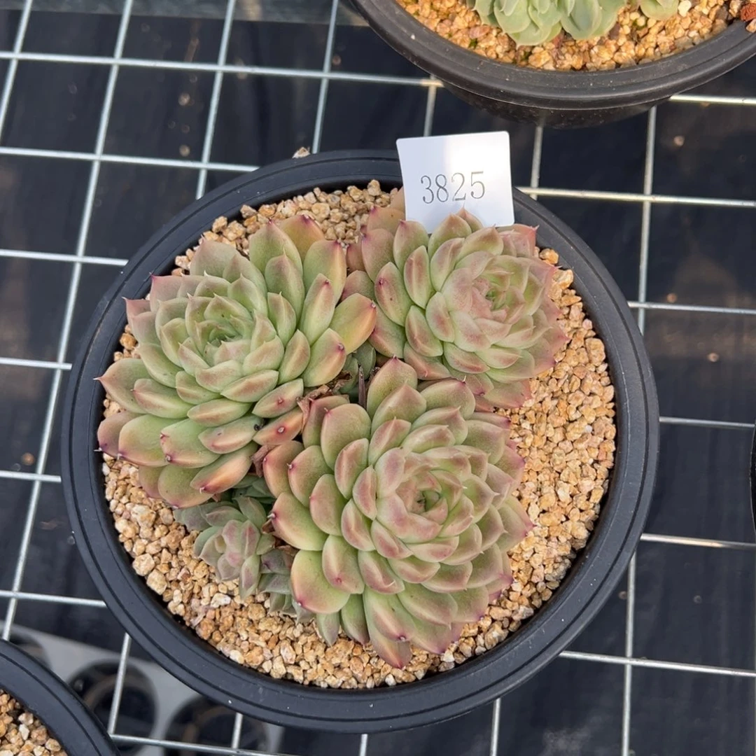 余**挽3825肉多么多万元多万元