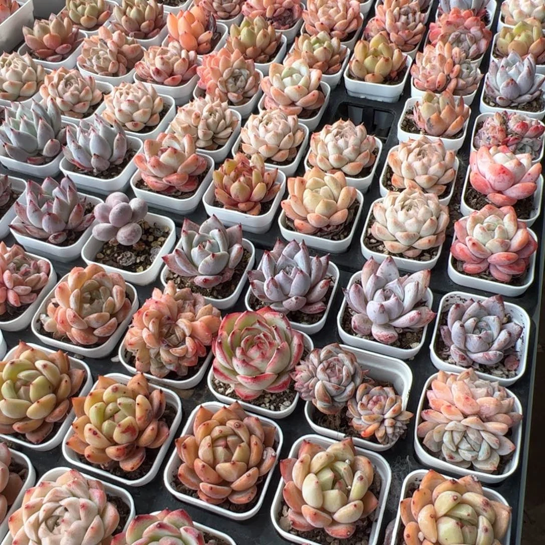 特价多肉一盆 随单发货