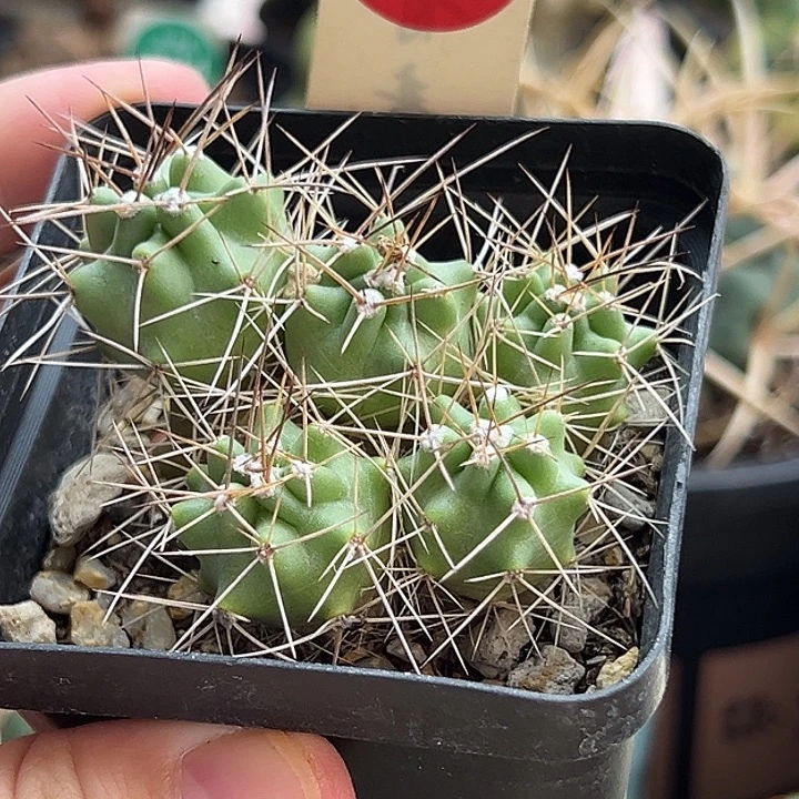 实生五头篝火虾群一棵
