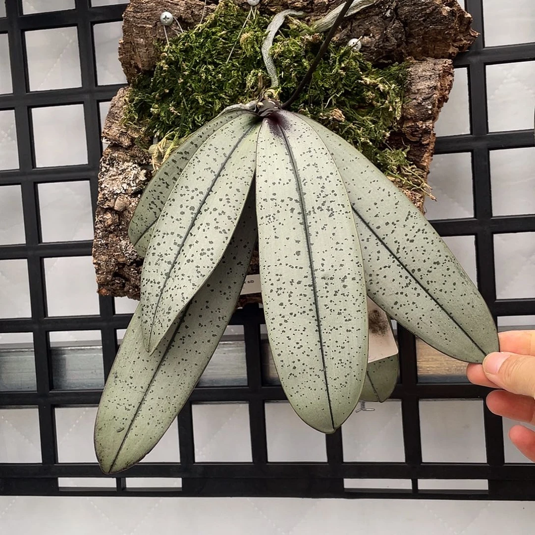 当前无花栽培后可以开花0002
