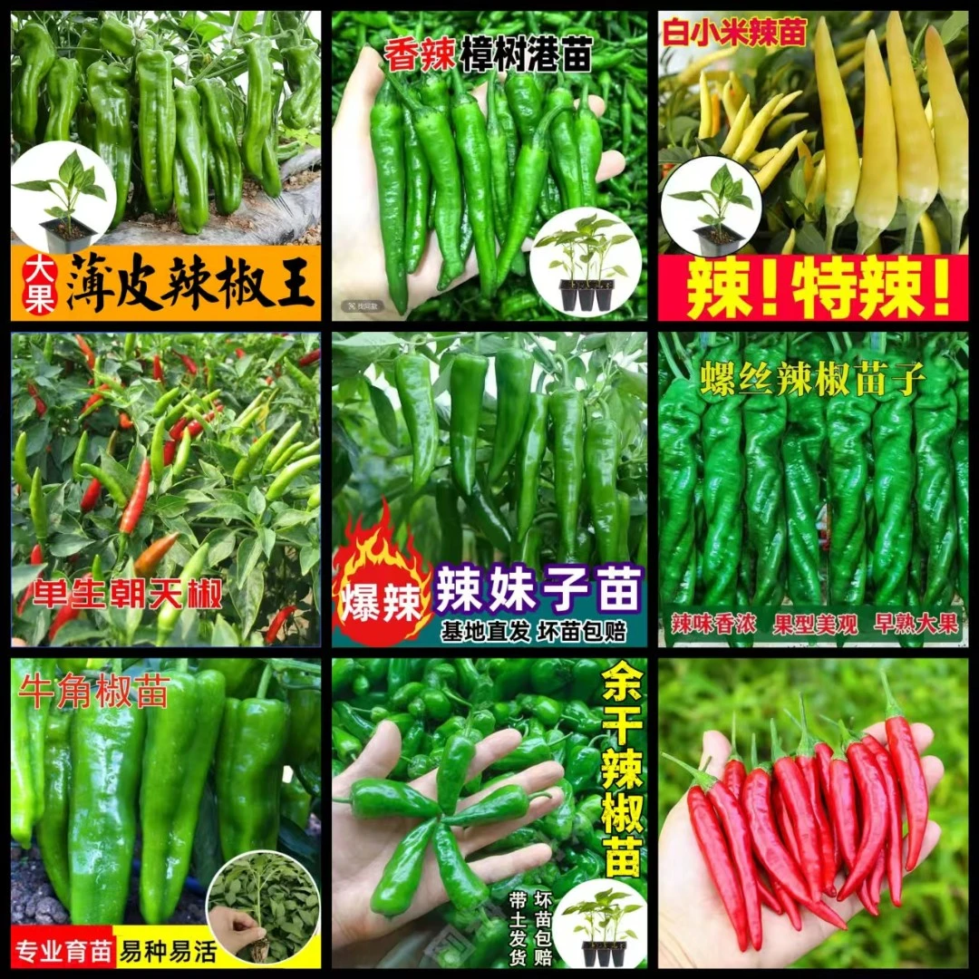 春秋苗樟树港辣妹子薄皮椒螺丝椒朝天椒苗盆栽阳台庭院植物蔬菜