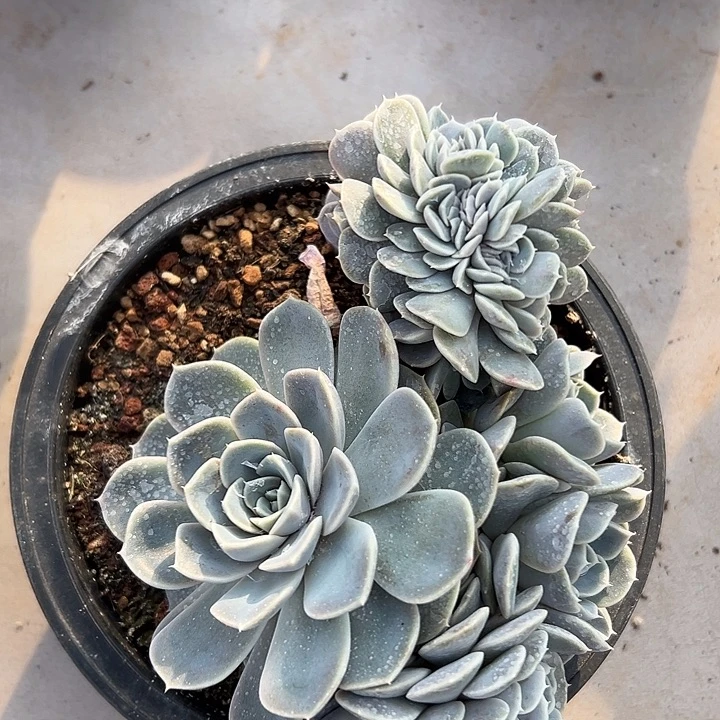 汉堡群生缀化多肉