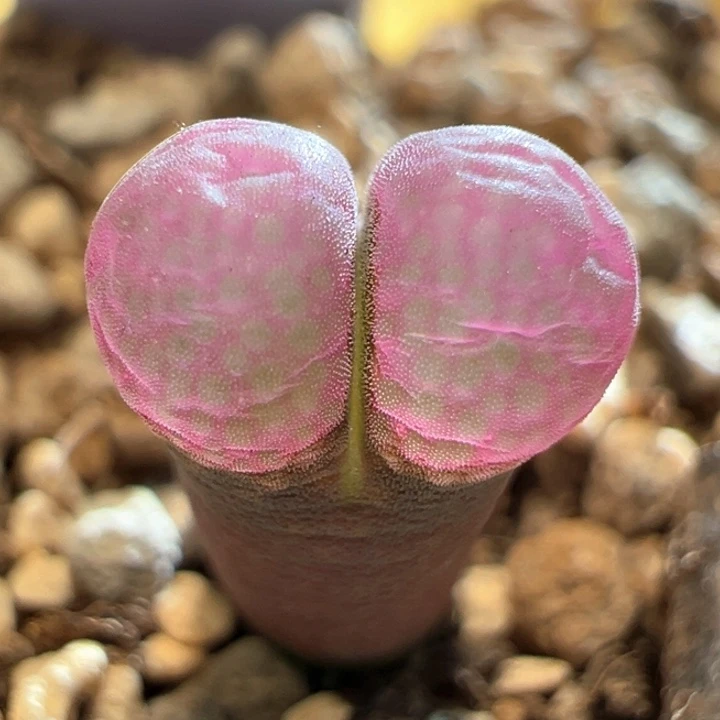 933。优选特别窗色c10