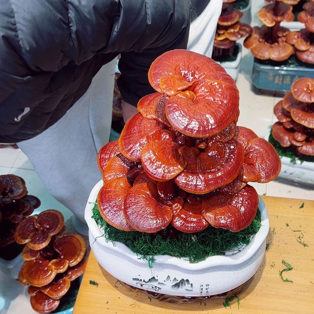 无花朵灵芝盆景640