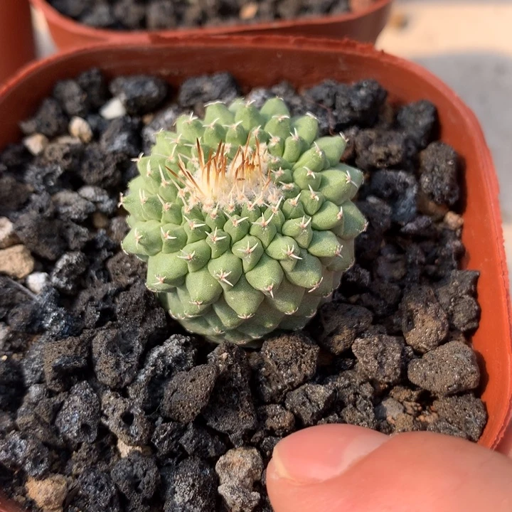 【闪购商品】实生菊水缀化