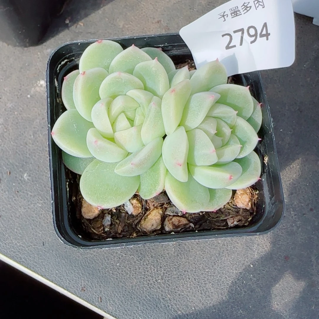 倾城珍妮，2794多肉植物