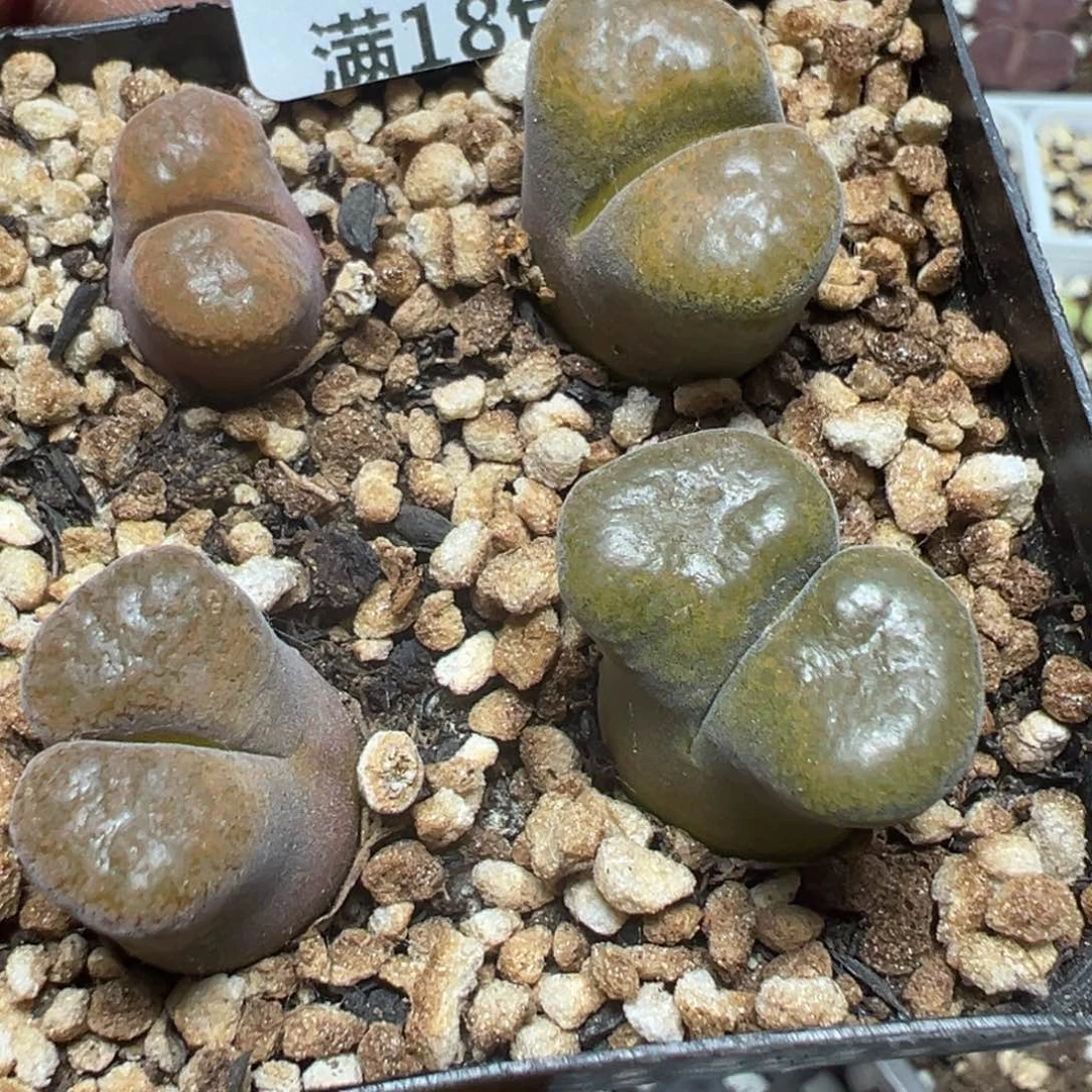 【闪购商品】 069。