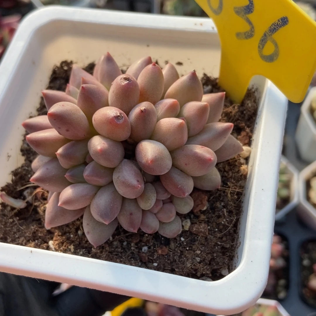 636水晶球多肉植物