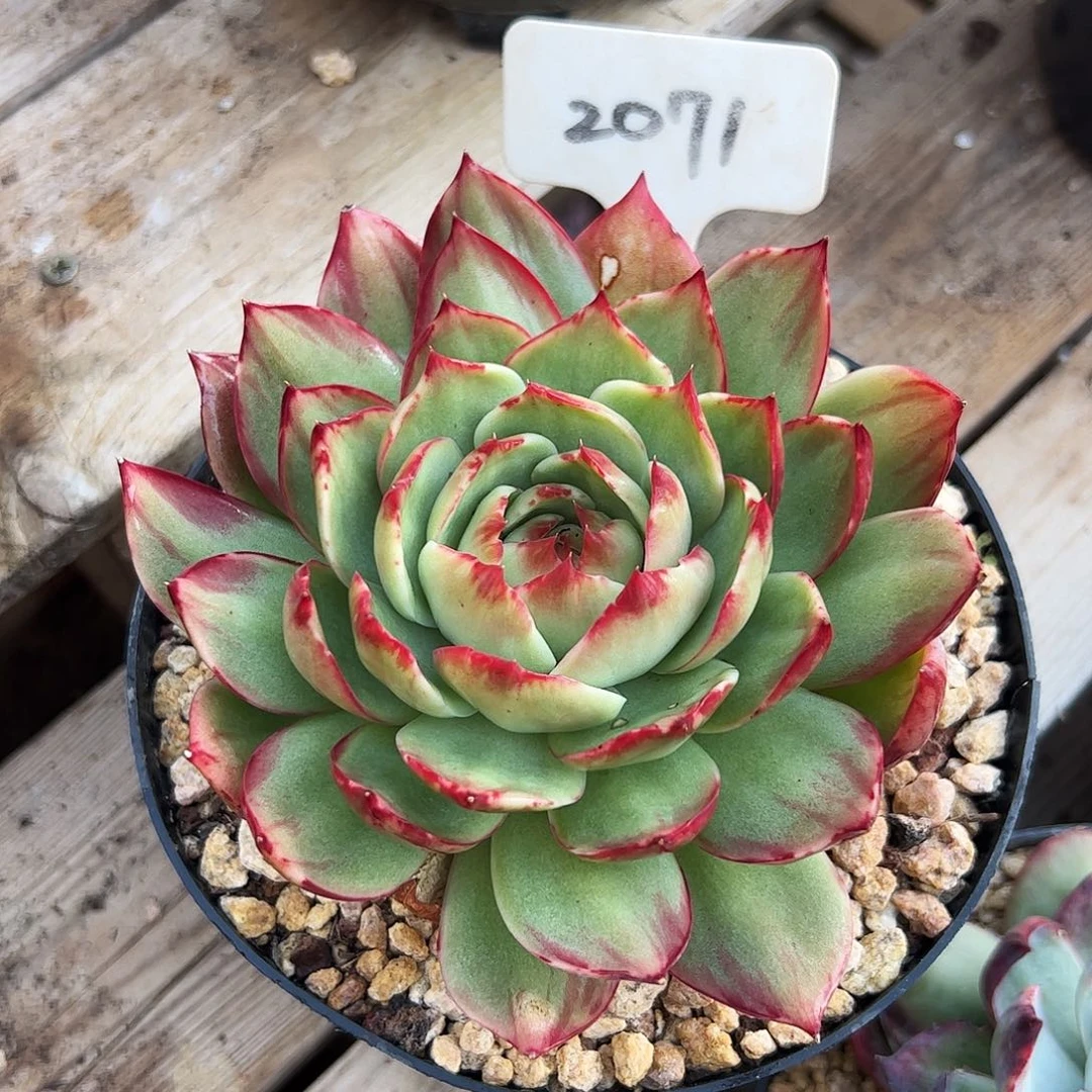 惊鸿仙子一物一拍2071号