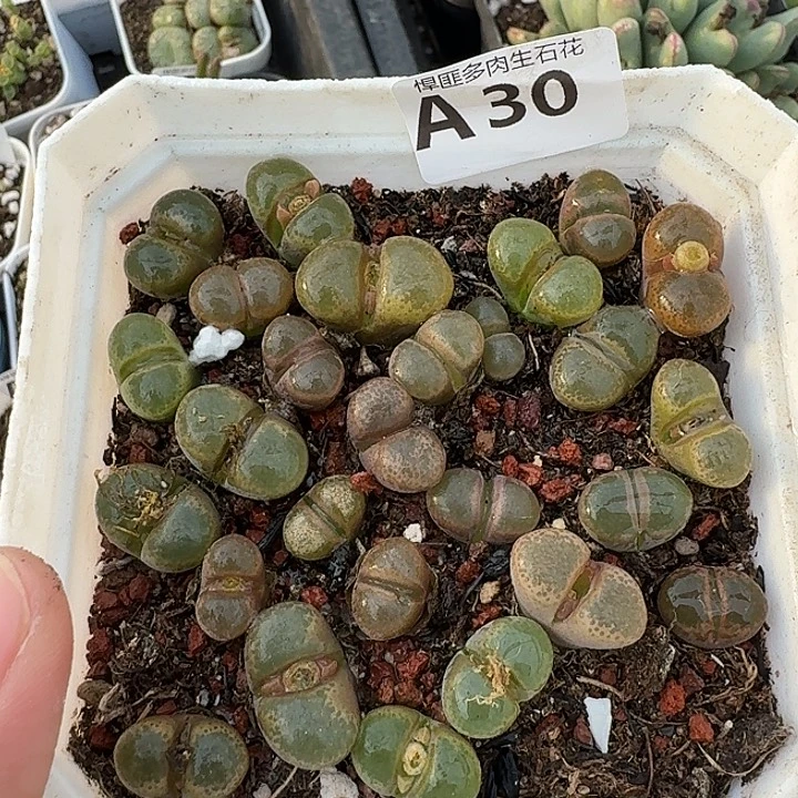 30多肉植物多肉植物
