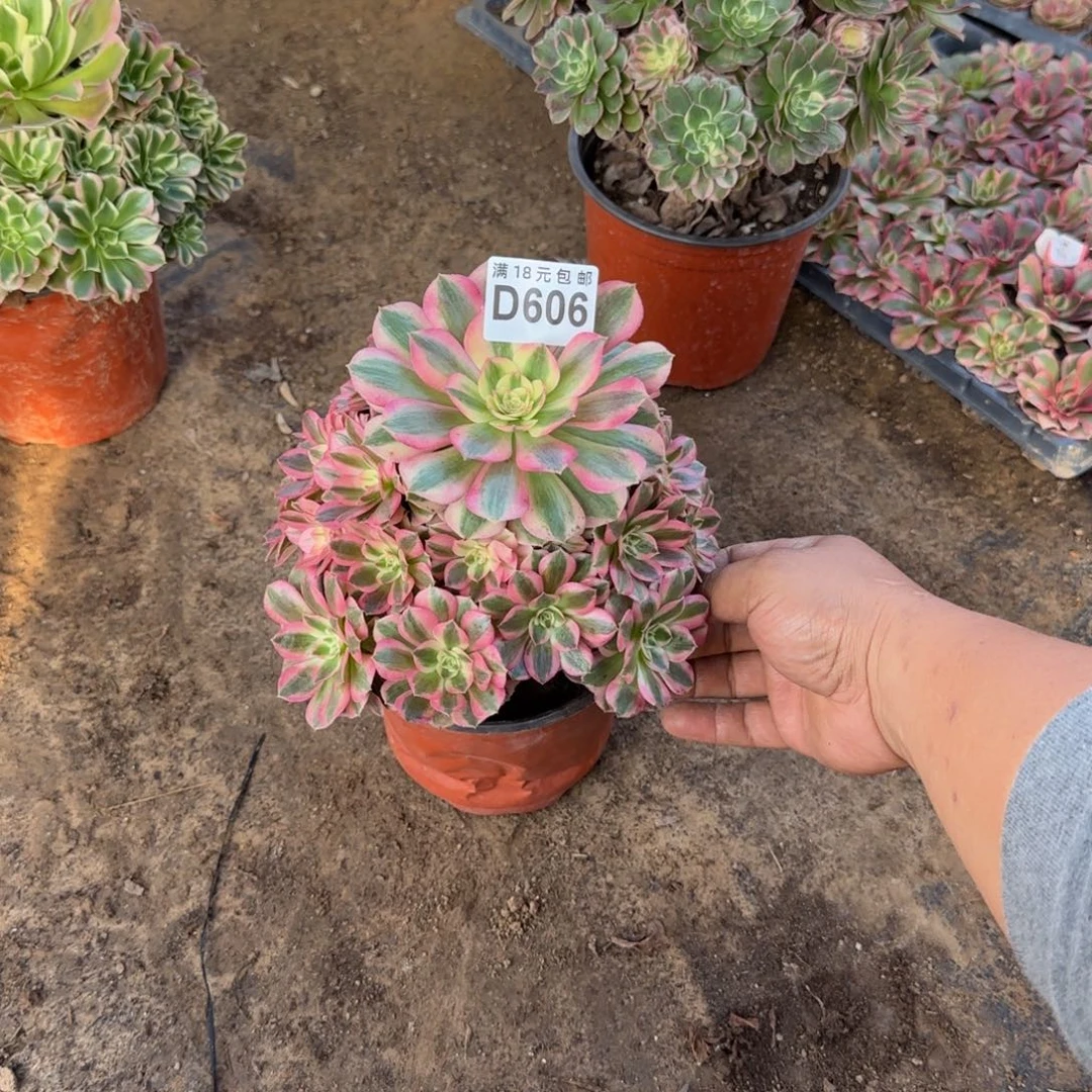 606 号一物一拍多肉脱土倾城