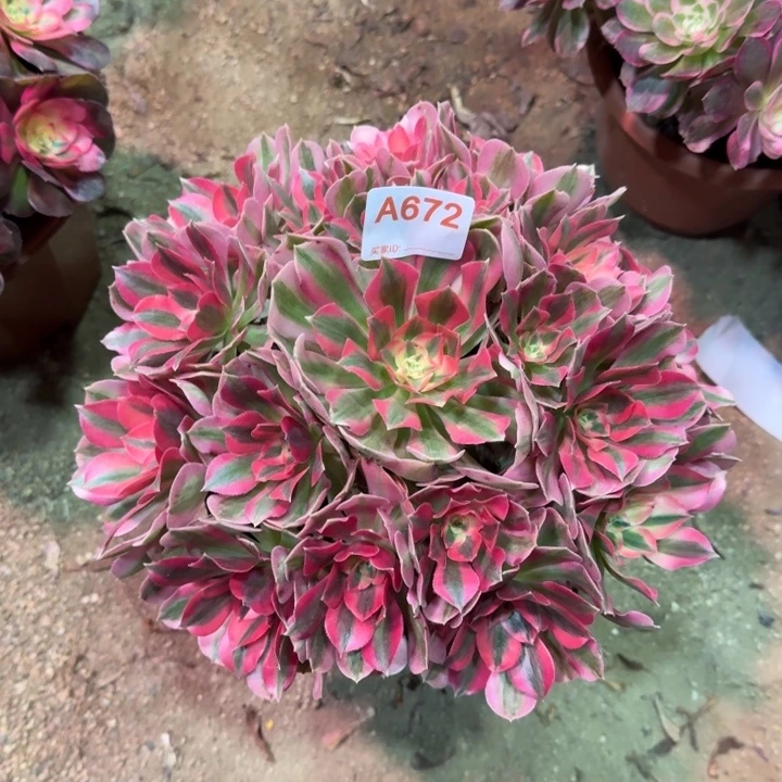 粉女巫672多肉植物法师