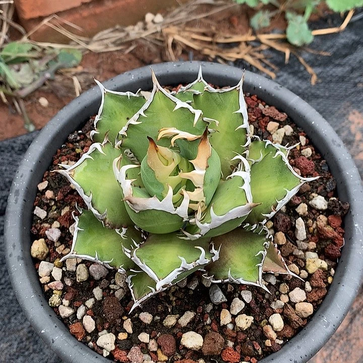 龙舌兰仁王冠红猫