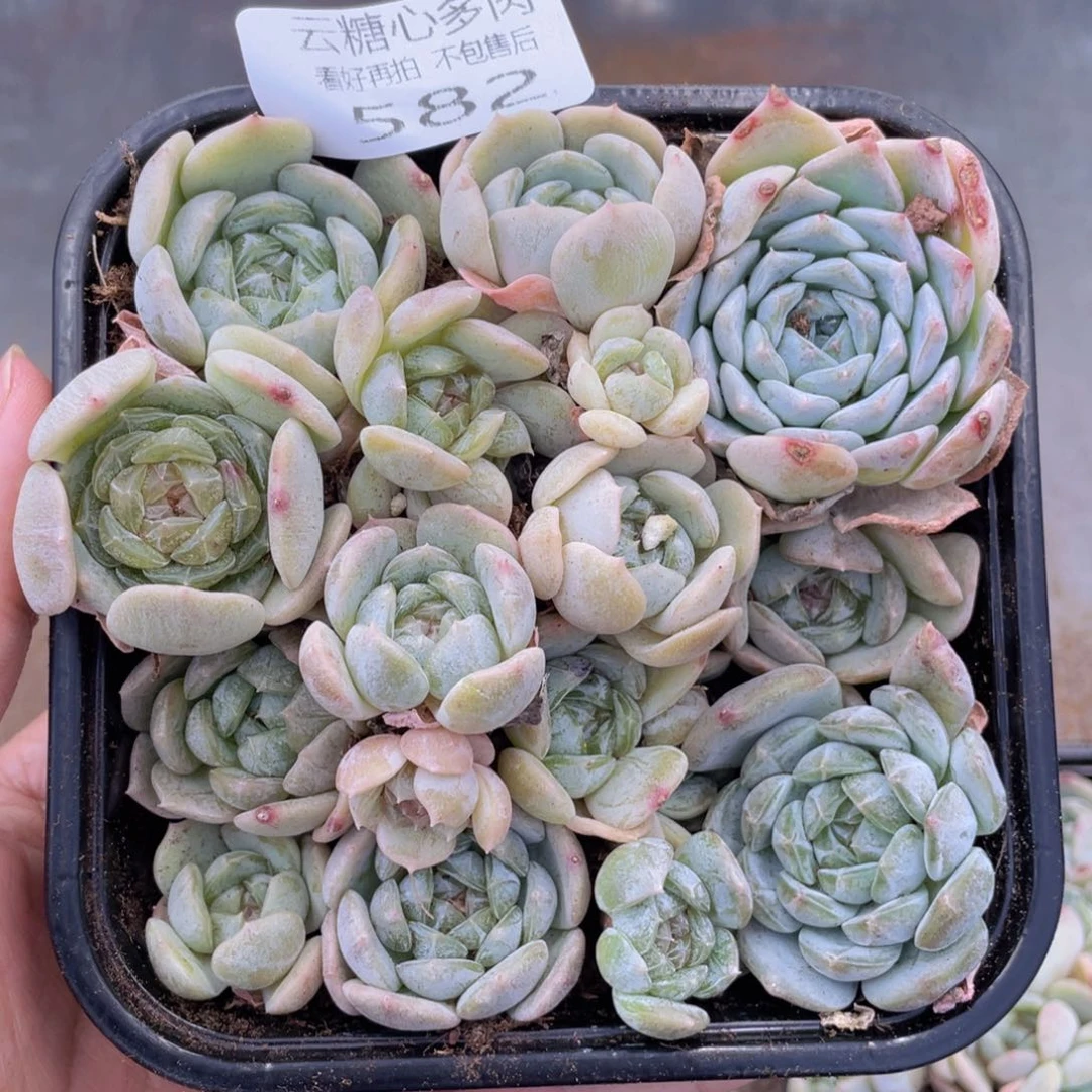 云糖心多肉植物582