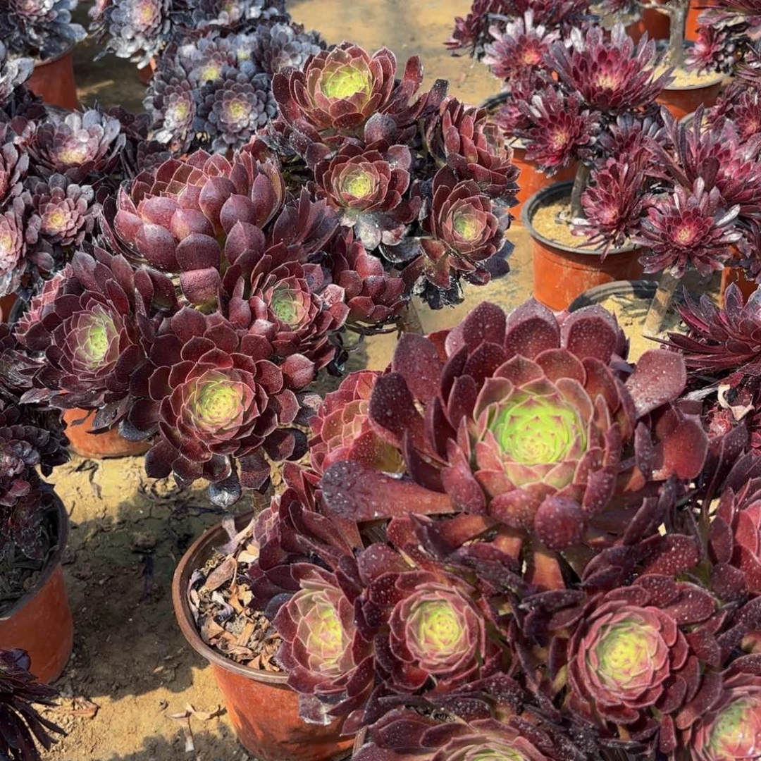 黑金玫瑰棒棒糖（修过枝）9.9多肉植物