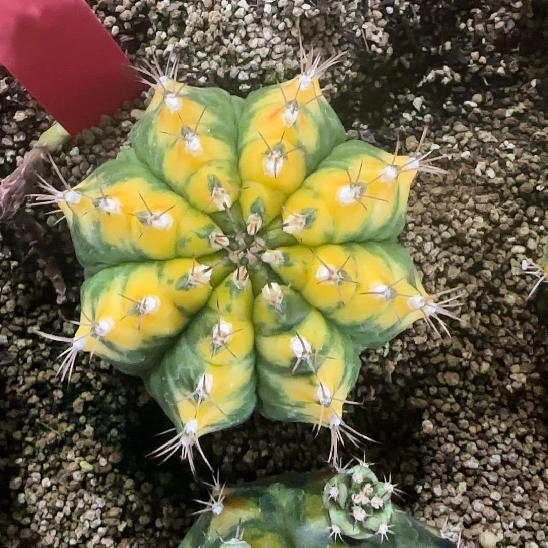 L766-0103泰国发货