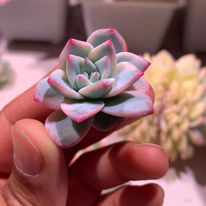 蓝鸟侧芽锦锦锦锦锦