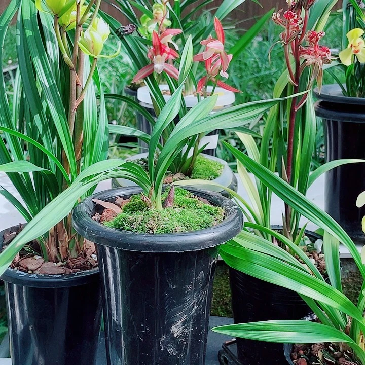 静***2完全开放一物去漂亮